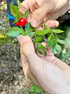 Butcher's Broom plant