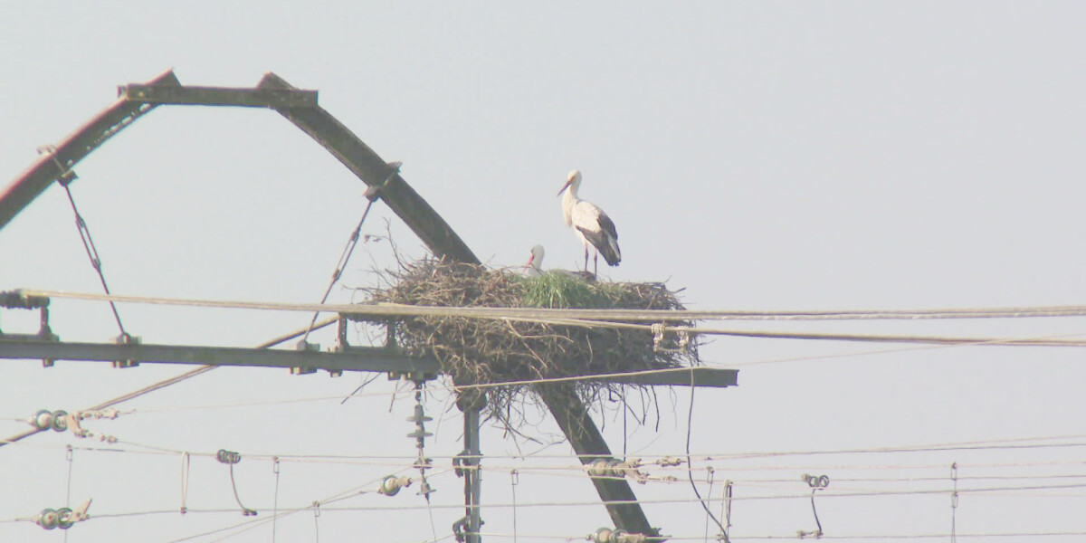 Stork nests to cost €1m for railway lines in south-west France
