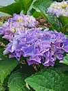 Purple hydrangea flowering