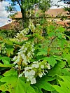 Large hydrangea bush in a garden