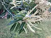 Leaves and flowers of a chestnut tree