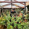 Image of woman in greenhouse tending to plants