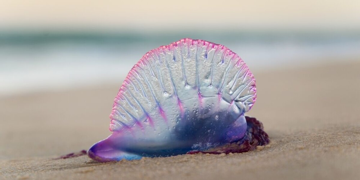 Portuguese man o’ war sightings force French beach closures