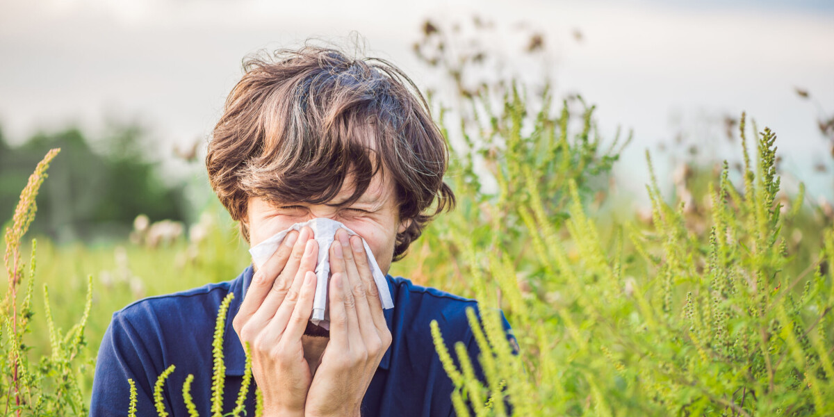 Call to pull up highly allergenic plant in south of France