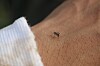 Mosquitoes are already back in France – see areas most affected