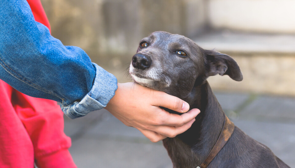 What to Do If You See a Stray Dog: Essential Safety Tips