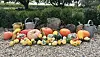 Several types of courge, arranged on gravel with watering cans.