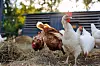 Group,Of,Chickens,On,A,Farm,Yard,Chicken,Eco,Farm