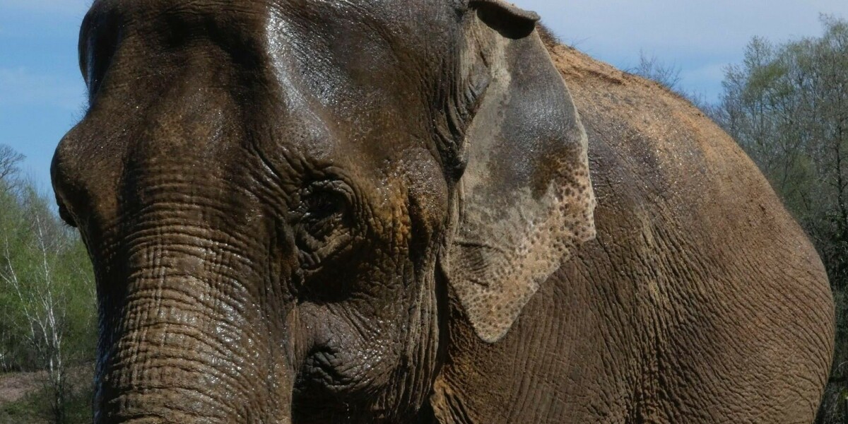 Europe’s only 'elephant retirement home' opens to public in France