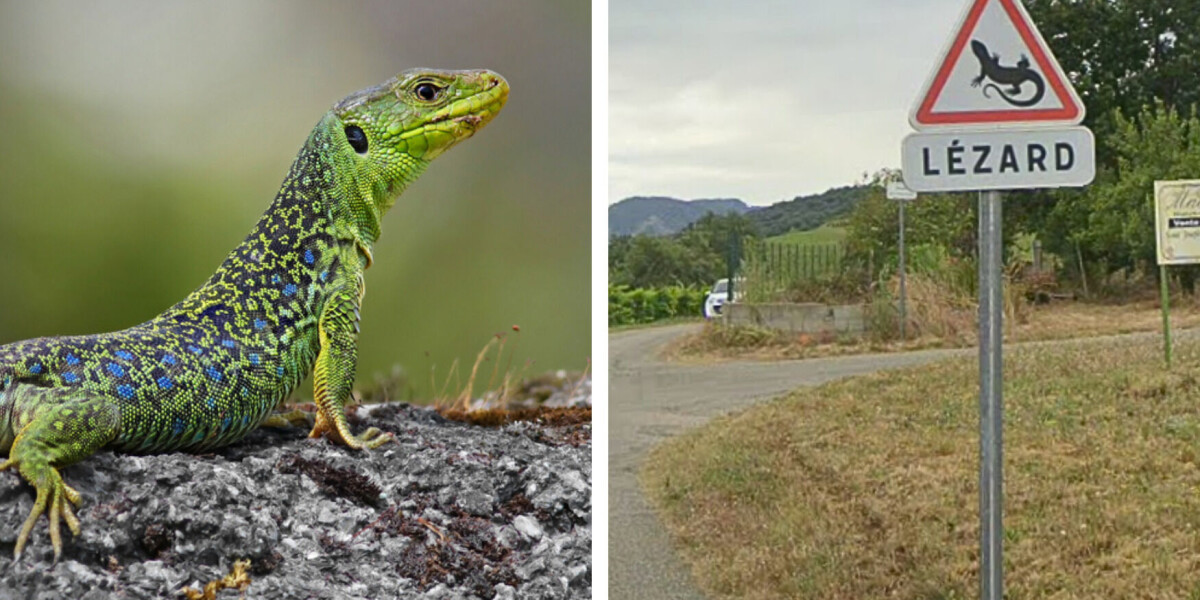 Unusual lizard road sign in France aims to protect endangered species