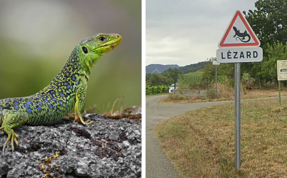 Sign Lizard Unusual lizard road sign in France aims to protect endangered species