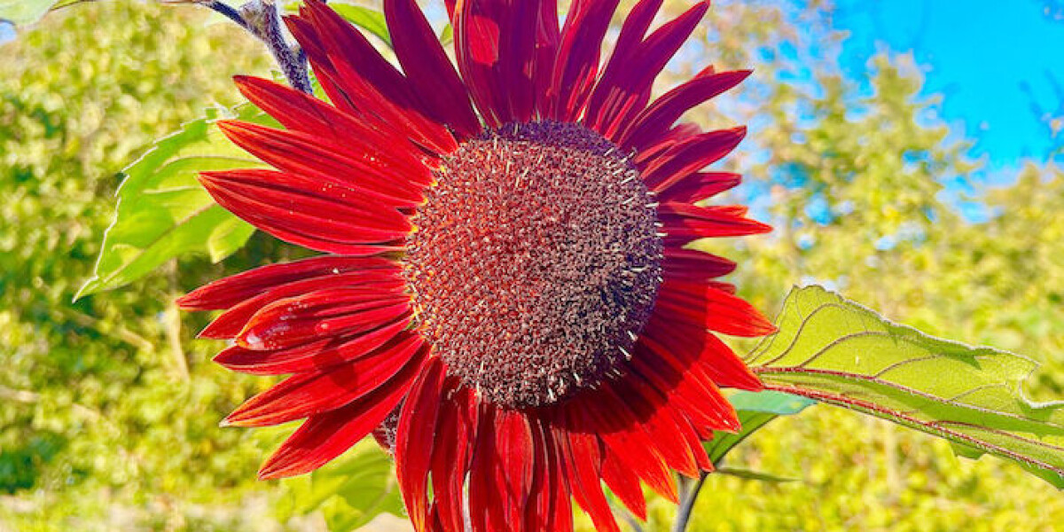 November gardening: tips for the perfect 'hot bed'