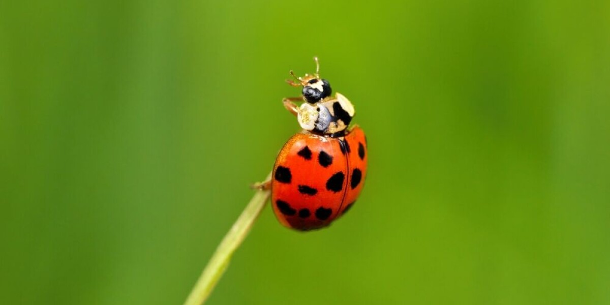 French homes overrun by ladybird invasion