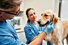 Veterinarians,Doctors,In,Blue,Uniforms,Conduct,A,Routine,Examination,Of
