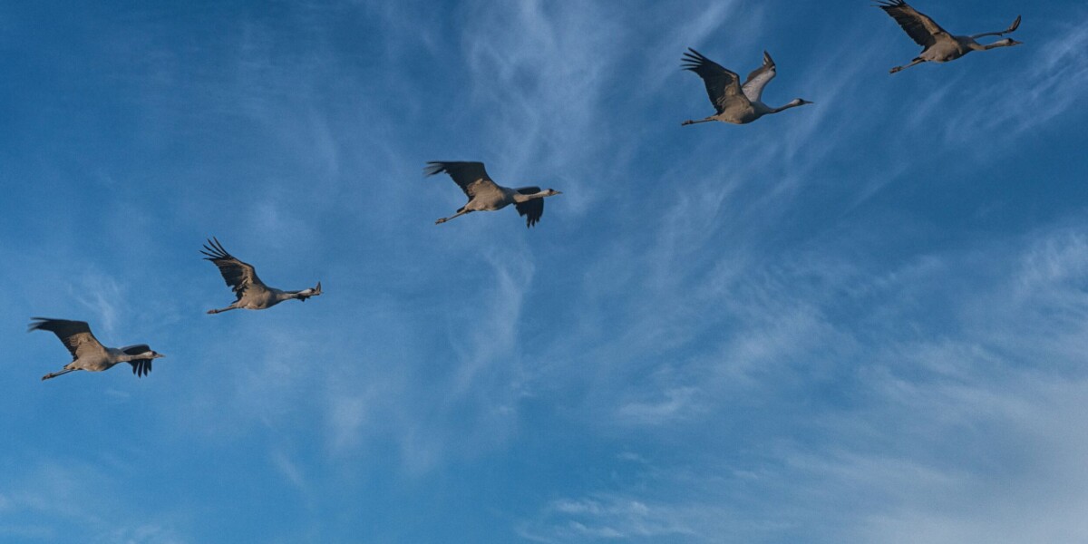 Photos: tens of thousands of migrating cranes fly across France