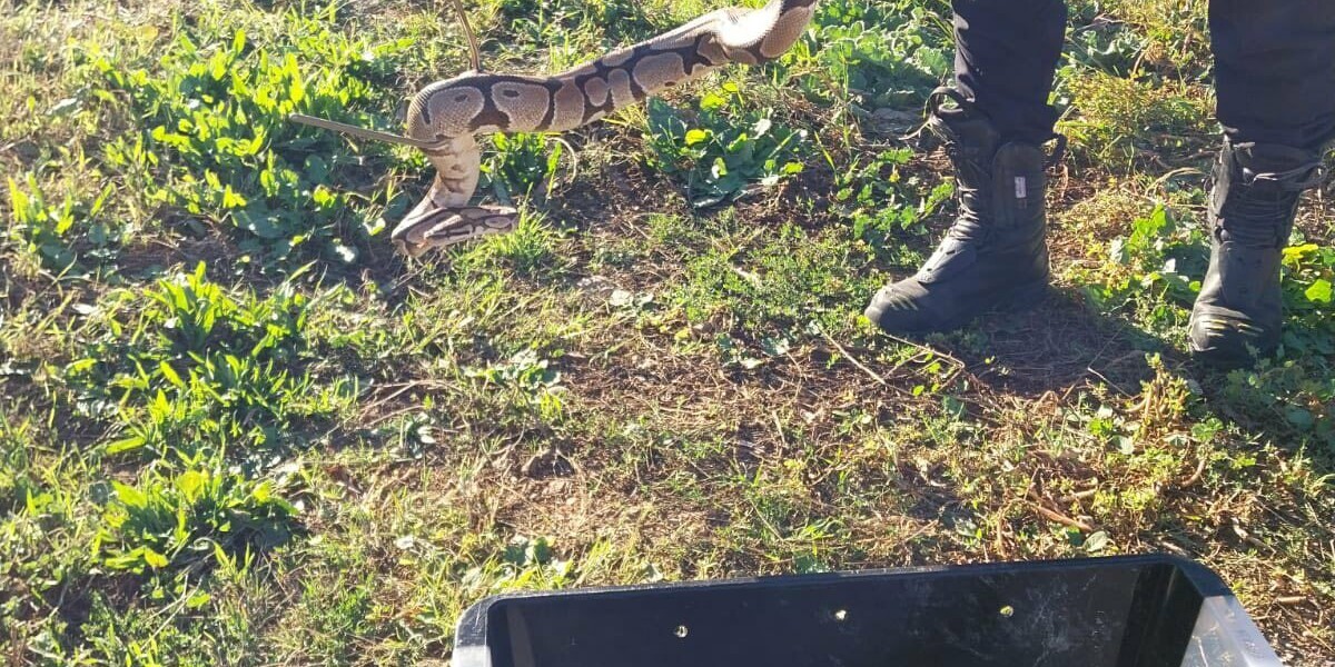 Missing pet python rescued in south of France after three months