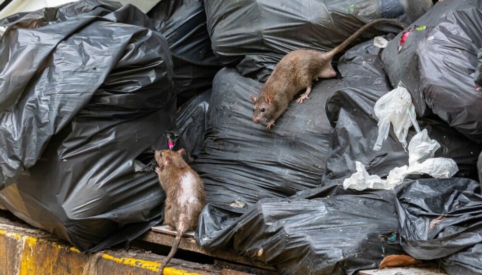 Spain Rats Free rat poison in Espalion: Tackling rodent infestations in southern ...