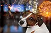 Cute,Domestic,Dog,Looking,On,The,Fireworks
