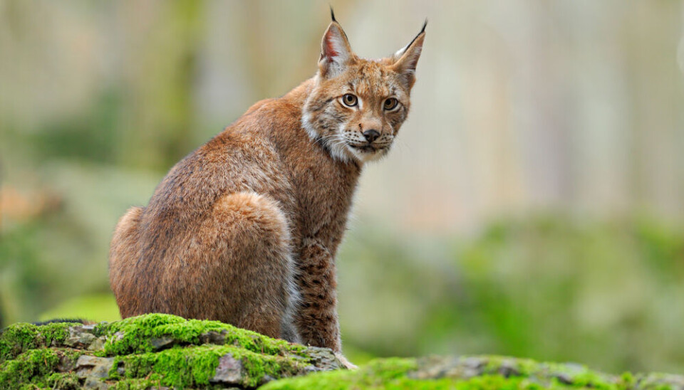 New road signs in Haute-Savoie aim to protect endangered lynx
