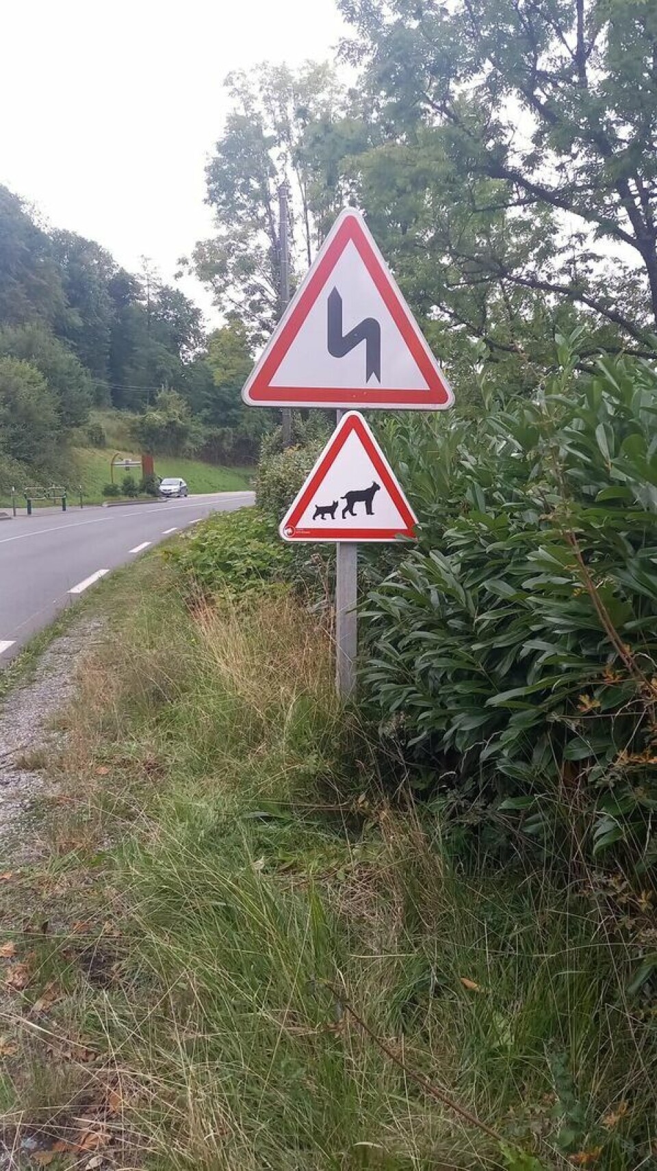 New road signs in Haute-Savoie aim to protect endangered lynx