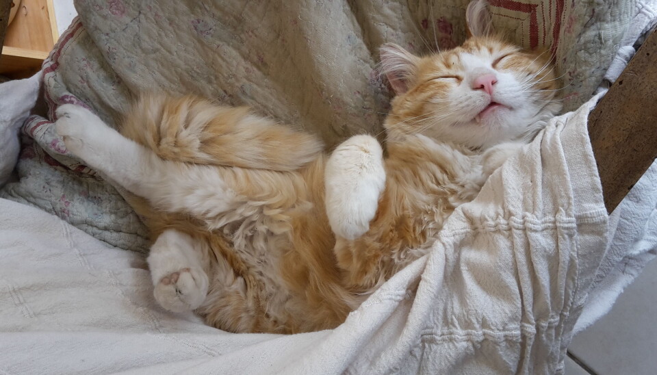 Ginger cat Rémi