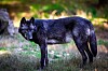 French first as black wolf pack confirmed as living in Var