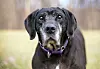 A,Senior,Black,Retriever,Mixed,Breed,Dog,With,Gray,Fur