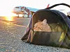 Cat,In,Carrying,Case,At,Airplane,In,Sunrise.,Ð¡at,Carrier