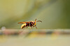Asian hornets: French authorities launch resident trap campaigns
