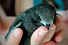 Injured bird held in hand