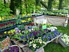 From Oregon to Brittany: primrose nursery in France celebrates 90th anniversary