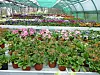 Flowers inside a greenhouse