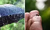 Close-up of a mosquito on a person’s finger beside an image of heavy rainwater.