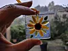 Fused glass sunflower