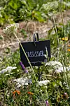 Plant label marked Cassissier surrounded by wildflowers in a garden