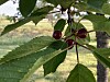 Ripe red cherries growing on a leafy branch in a sunny orchard