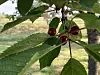 Ripe red cherries growing on a leafy branch in a sunny orchard