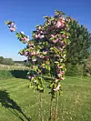 Young tree with pink blossoms in a sunny rural garden