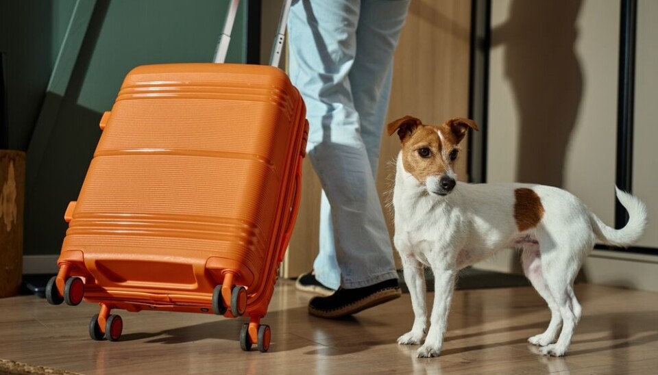 New EU pet travel rules: UK residents must obtain Animal Health ...