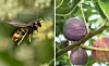 Asian hornet flying near plants beside close-up of ripe figs on a tree.