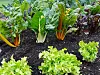 Lettuce and rainbow chard plants growing in a garden bed