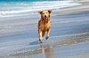 UK to ban dogs on many beaches - what are the 2026 rules in France?