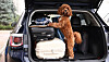 Brown dog standing in open car boot next to luggage