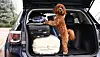 Brown dog standing in open car boot next to luggage