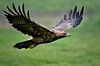 Rare golden eagle sighting in northern France excites birdwatchers