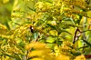 Close-up of a bee on flowering Canadian goldenrod in sunlight.