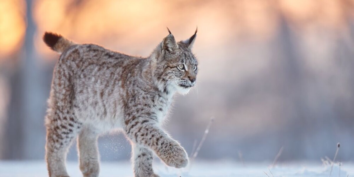 French woman fined €30,000 for beating lynx to death