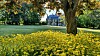 Historic house seen across a green lawn with yellow flowers and large trees in the foreground.