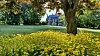 Historic house seen across a green lawn with yellow flowers and large trees in the foreground.