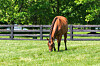 Horse grazing in a grassy fenced pasture with trees behind.
